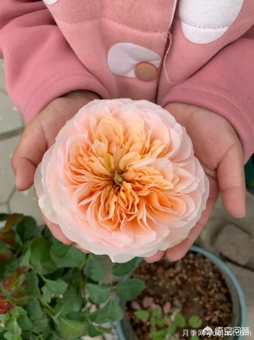 有哪些花友必備的月季花品種可以推薦下？(圖6)
