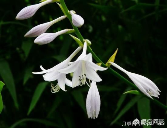 多年生的草本花卉品種的花有什么花？(圖3)