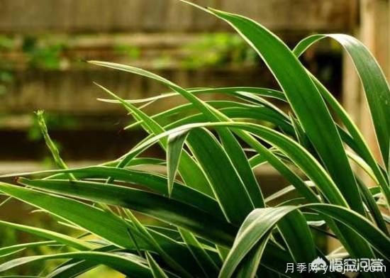 多年生的草本花卉品種的花有什么花？(圖1)
