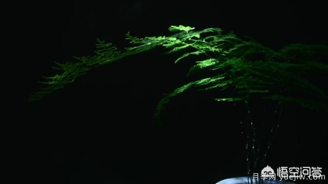 多年生的草本花卉品種的花有什么花？(圖2)
