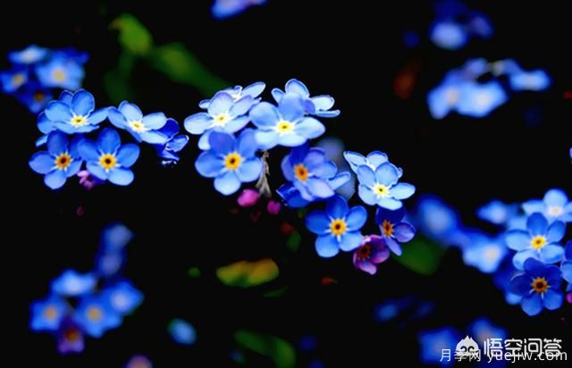 多年生的草本花卉品種的花有什么花？(圖4)