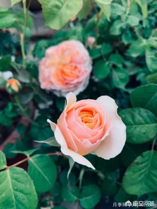 有哪些花友必備的月季花品種可以推薦下？(圖3)