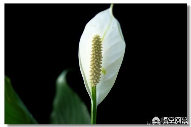多年生的草本花卉品種的花有什么花？(圖5)