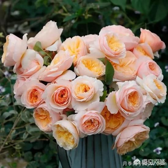 有哪些花友必備的月季花品種可以推薦下？(圖1)