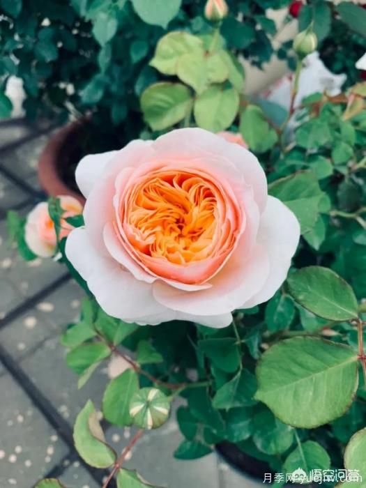 有哪些花友必備的月季花品種可以推薦下？(圖2)