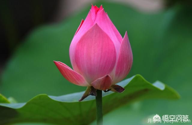 多年生的草本花卉品種的花有什么花？(圖6)