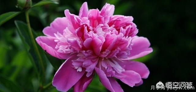 多年生的草本花卉品種的花有什么花？(圖8)