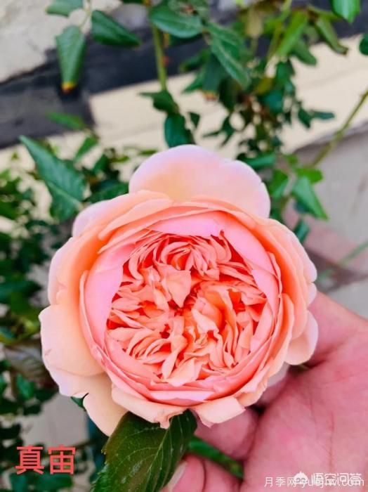 有哪些花友必備的月季花品種可以推薦下？(圖11)
