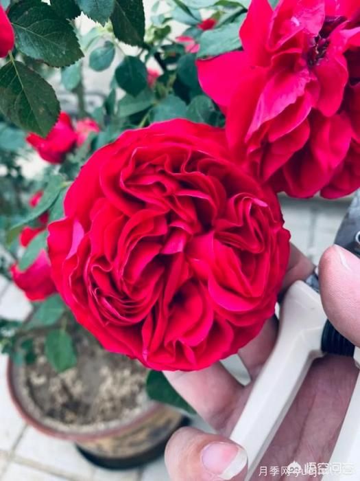 有哪些花友必備的月季花品種可以推薦下？(圖7)