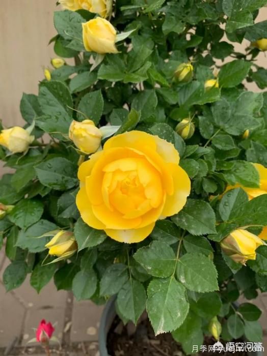有哪些花友必備的月季花品種可以推薦下？(圖20)