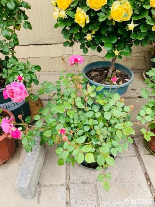 有哪些花友必備的月季花品種可以推薦下？(圖16)