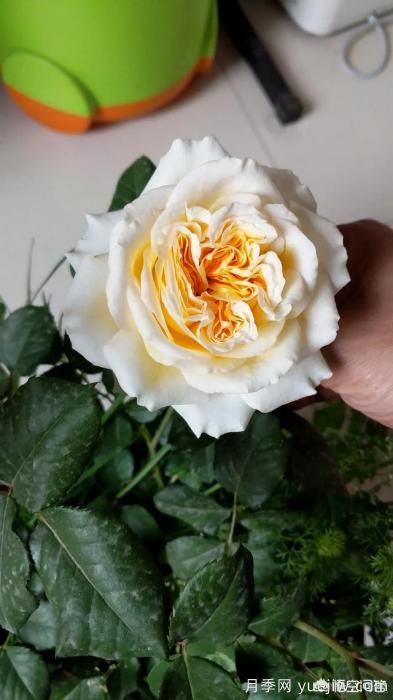 有哪些花友必備的月季花品種可以推薦下？(圖14)