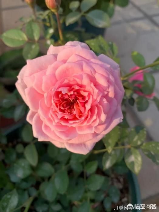 有哪些花友必備的月季花品種可以推薦下？(圖17)