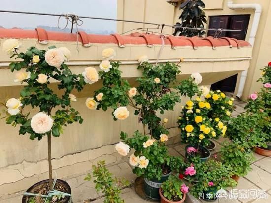 有哪些花友必備的月季花品種可以推薦下？(圖15)