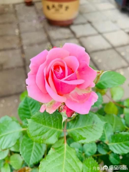 有哪些花友必備的月季花品種可以推薦下？(圖25)