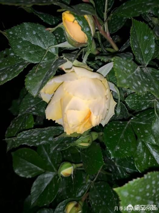 有哪些花友必備的月季花品種可以推薦下？(圖22)