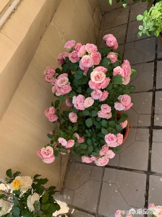 有哪些花友必備的月季花品種可以推薦下？(圖24)