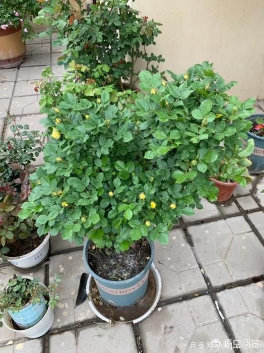 有哪些花友必備的月季花品種可以推薦下？(圖21)