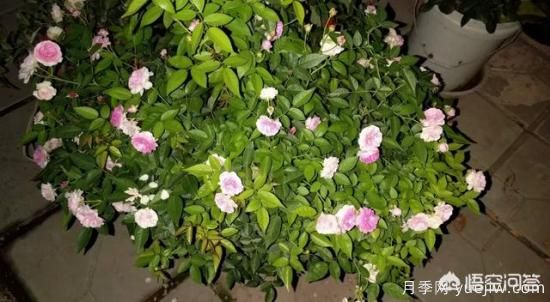 有哪些花友必備的月季花品種可以推薦下？(圖27)
