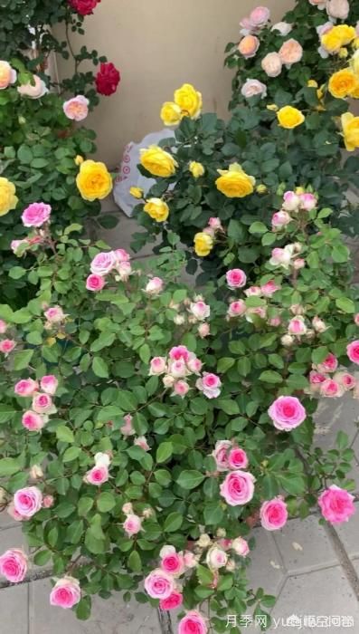 有哪些花友必備的月季花品種可以推薦下？(圖30)