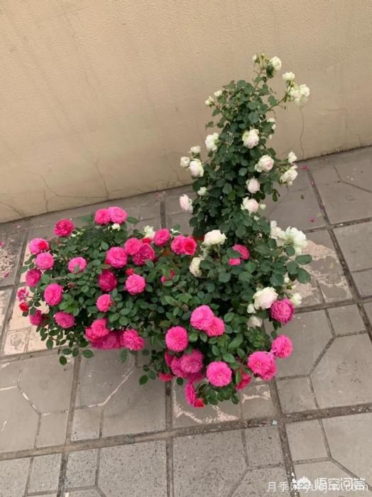有哪些花友必備的月季花品種可以推薦下？(圖31)