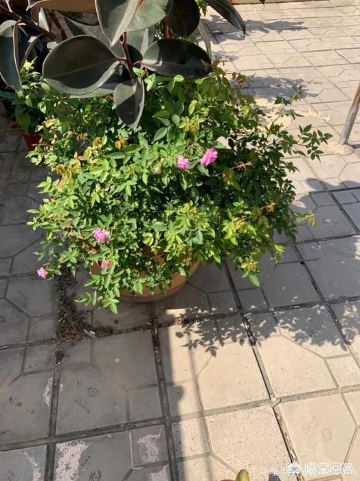 有哪些花友必備的月季花品種可以推薦下？(圖26)