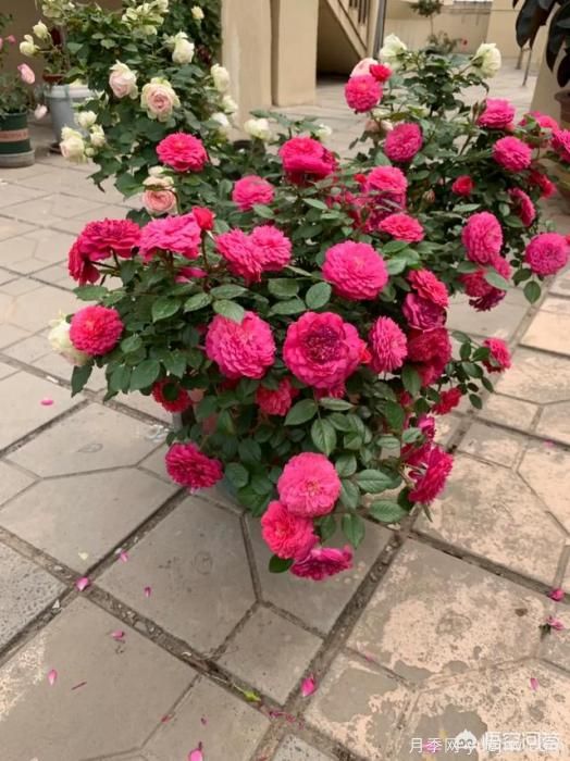 有哪些花友必備的月季花品種可以推薦下？(圖32)