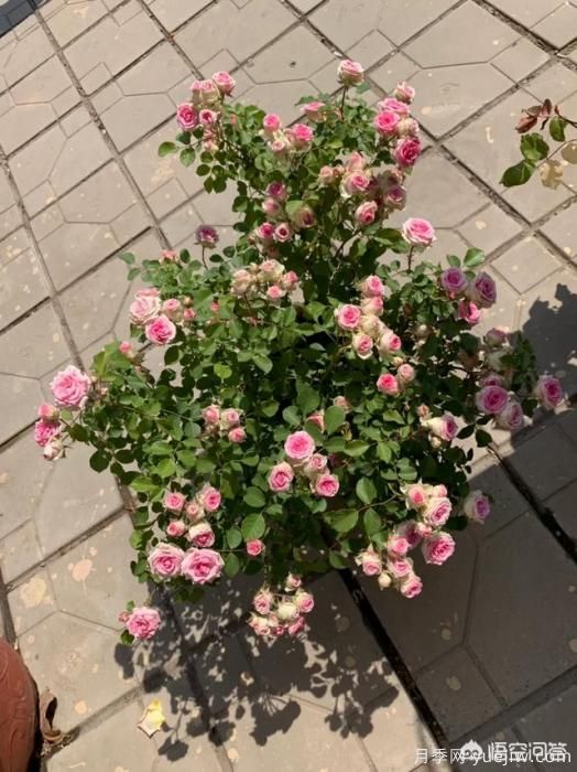 有哪些花友必備的月季花品種可以推薦下？(圖29)