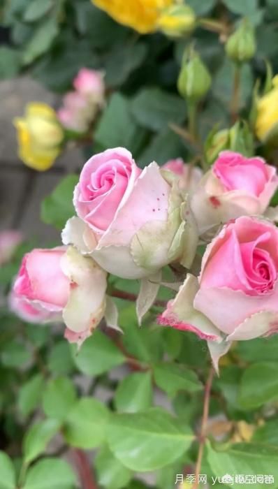 有哪些花友必備的月季花品種可以推薦下？(圖28)