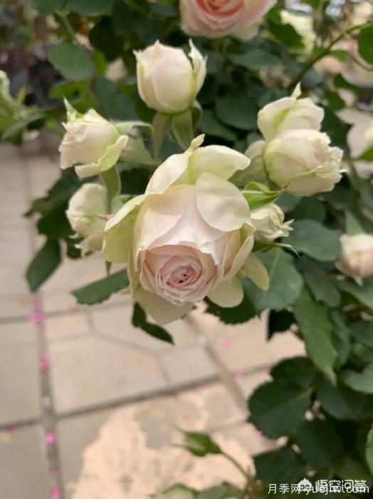 有哪些花友必備的月季花品種可以推薦下？(圖36)
