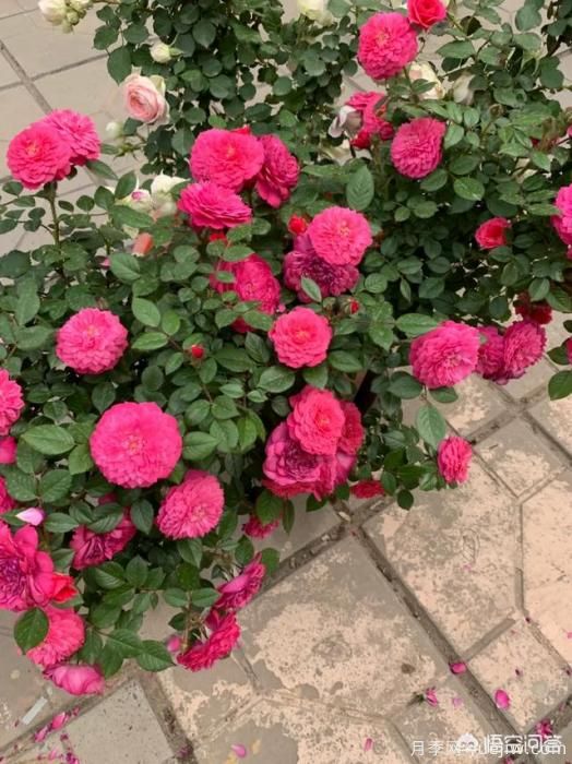 有哪些花友必備的月季花品種可以推薦下？(圖33)