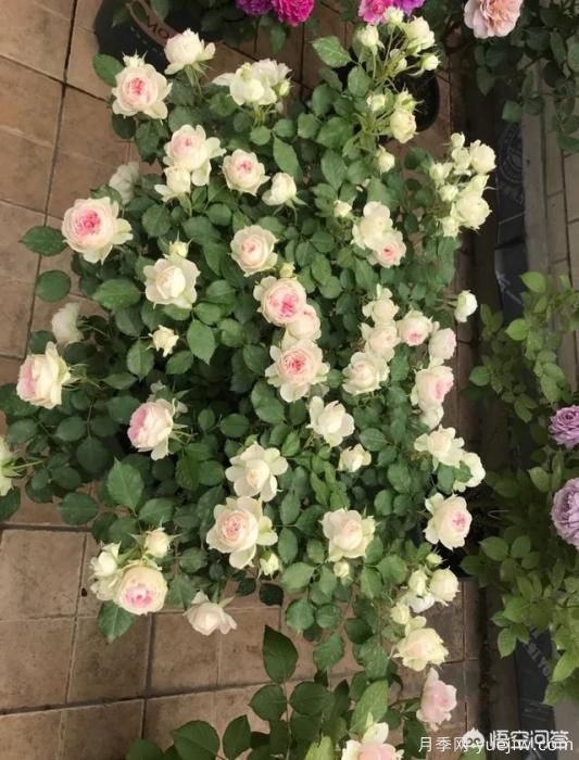 有哪些花友必備的月季花品種可以推薦下？(圖37)