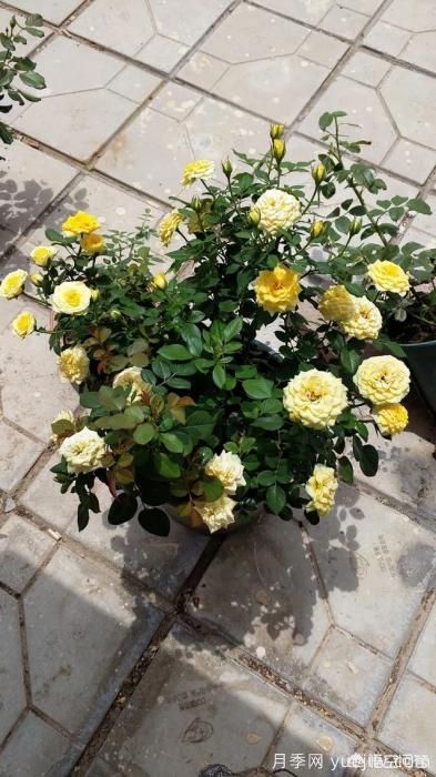 有哪些花友必備的月季花品種可以推薦下？(圖41)