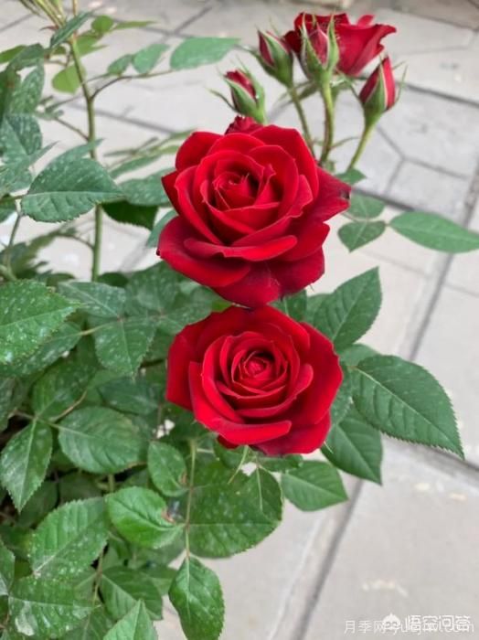 有哪些花友必備的月季花品種可以推薦下？(圖39)