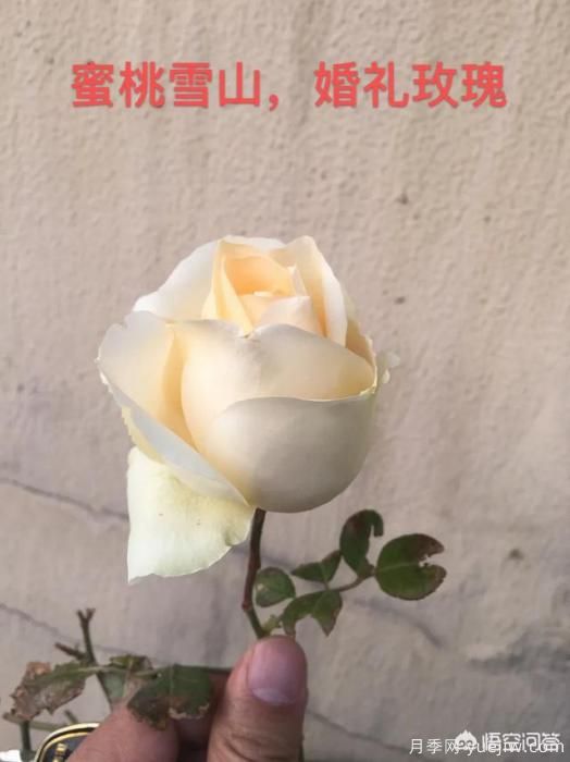 有哪些花友必備的月季花品種可以推薦下？(圖42)