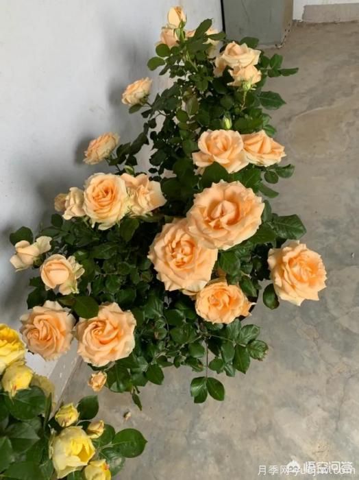 有哪些花友必備的月季花品種可以推薦下？(圖44)