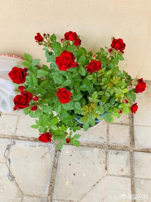 有哪些花友必備的月季花品種可以推薦下？(圖38)
