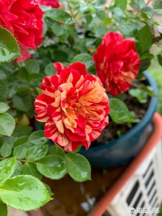 有哪些花友必備的月季花品種可以推薦下？(圖47)