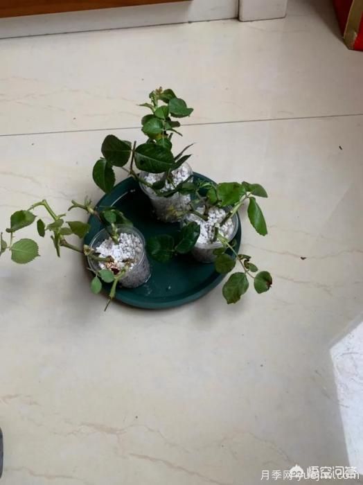 有哪些花友必備的月季花品種可以推薦下？(圖49)