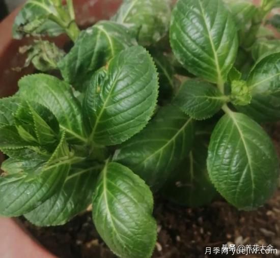 繡球花葉子小是怎么回事？(圖1)