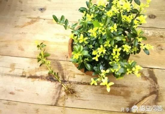 哪些樹種可以做街道綠化樹種？(圖20)