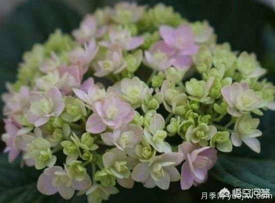 繡球花葉子小是怎么回事？(圖2)