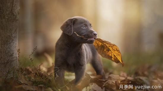 白玫瑰，粉玫瑰，紅玫瑰分別代表什么意思？(圖1)
