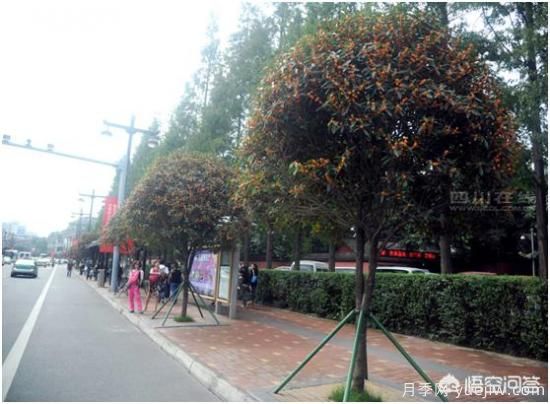 哪些樹種可以做街道綠化樹種？(圖2)