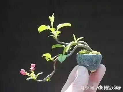 哪些樹種可以做街道綠化樹種？(圖6)
