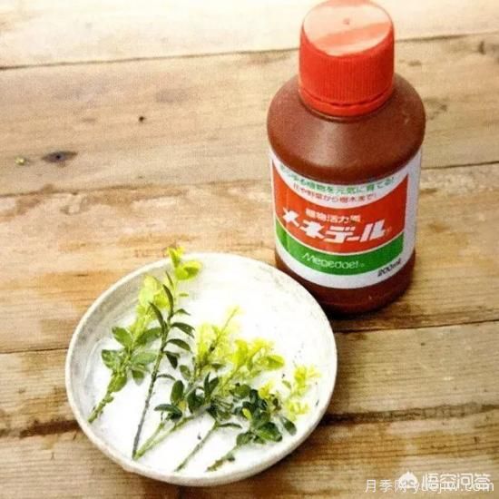 哪些樹種可以做街道綠化樹種？(圖11)