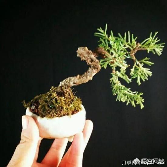 哪些樹種可以做街道綠化樹種？(圖7)