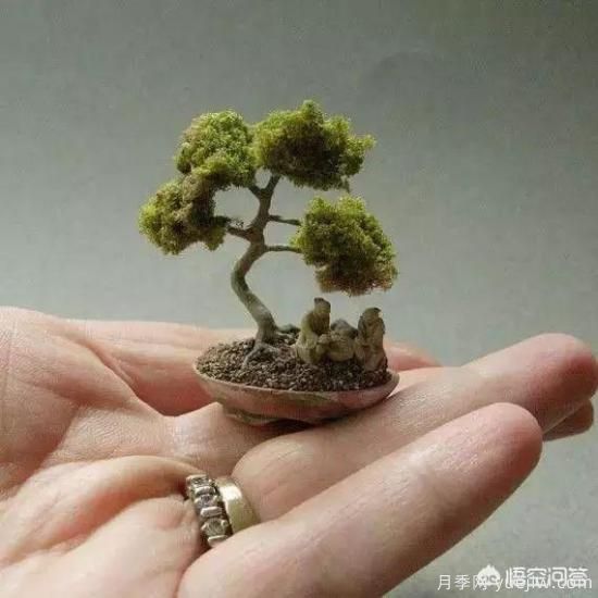 哪些樹種可以做街道綠化樹種？(圖5)