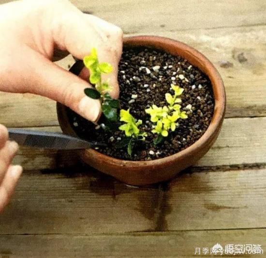 哪些樹種可以做街道綠化樹種？(圖17)