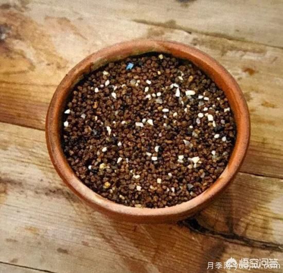 哪些樹種可以做街道綠化樹種？(圖14)